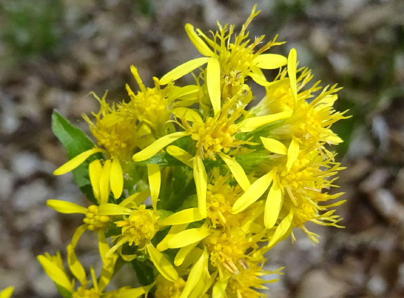 Solidago virgaurea - Asteraceae